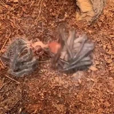 Thanks I hate spider shedding (original by u/sanelib)