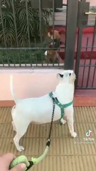 Fierce