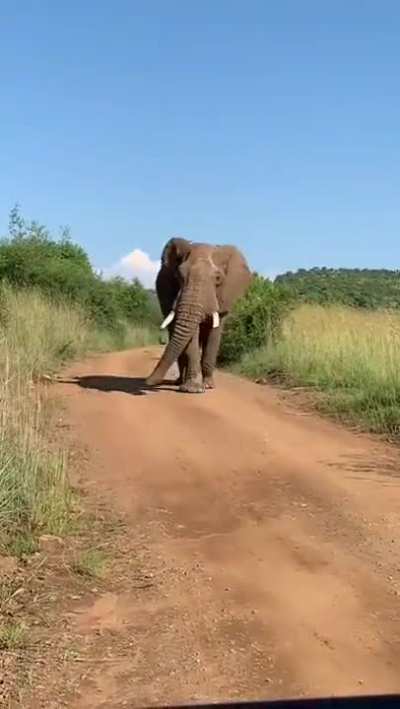 Jumbo Music