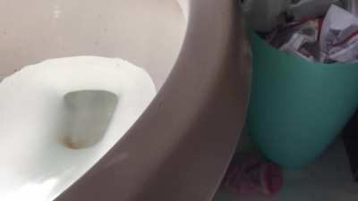 Toilet humping