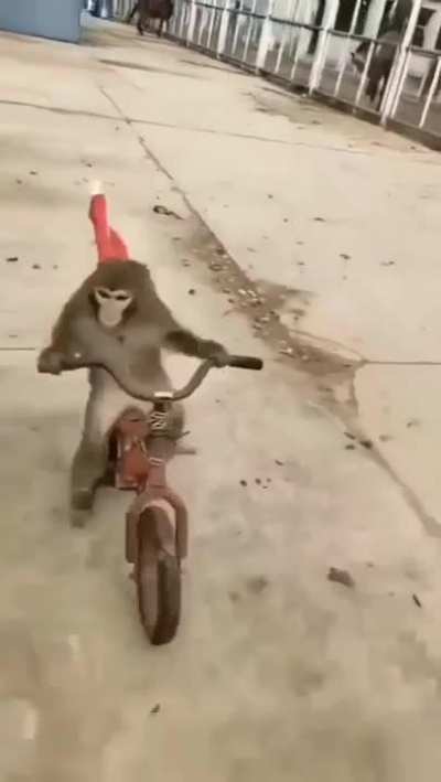 🐒👍