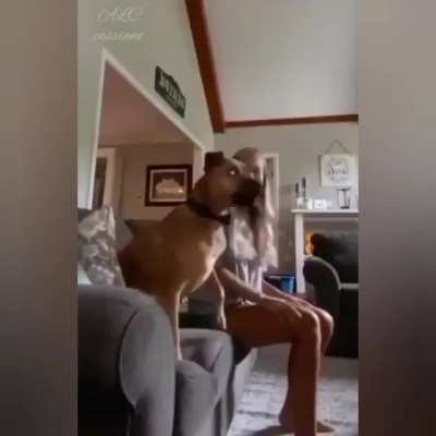 Главный болельщик Гавкин