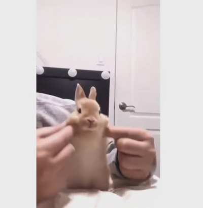 Cute bunny dance