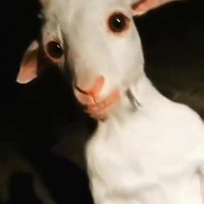 Goat
