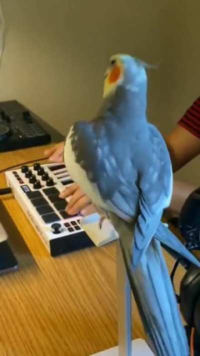 Freestyle