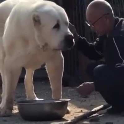 This video of a dog I found