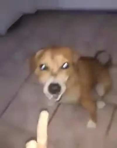murreu