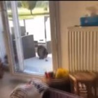 Big chonker v bird