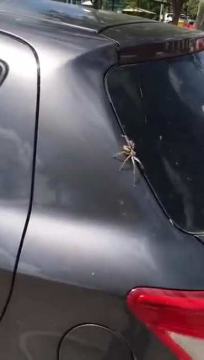 Spider be gone