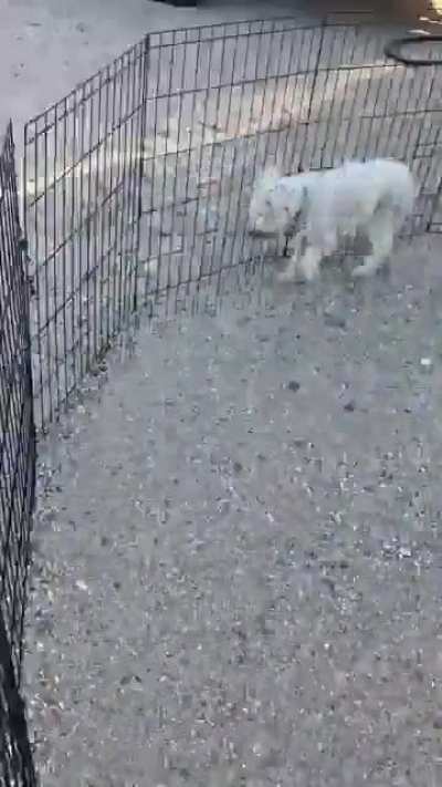 The sex guy doing the same thing every day like