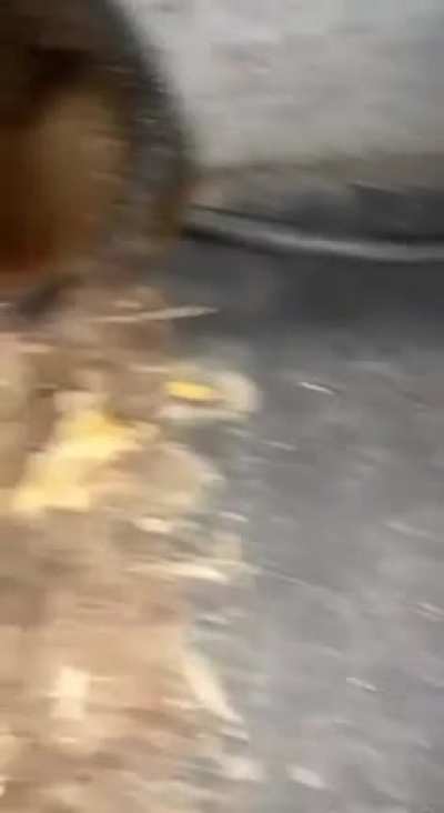 Cornering a wild animal and start petting it