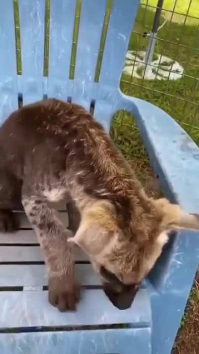 A Happy hyena.