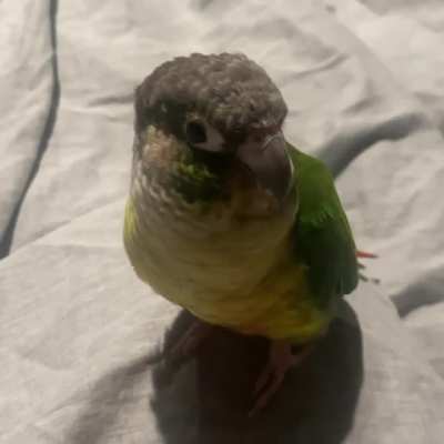 Polly doesn’t like scratches 🥺😭