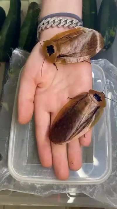 El chat es muy pussy para los insectos