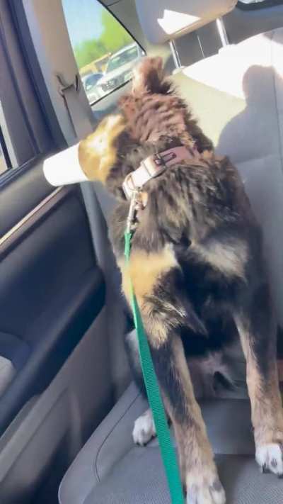 I got her a pup cup and now I’m laughing so hard I can’t BREATHE