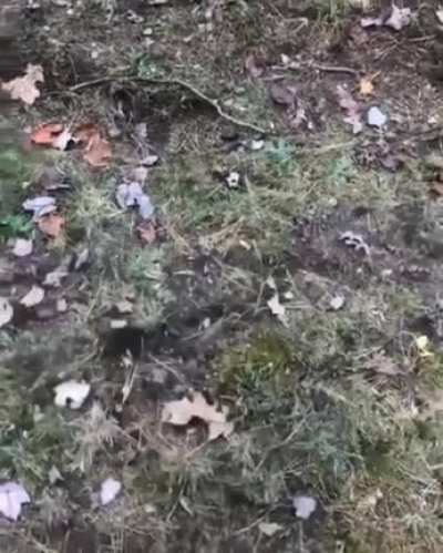 Doggo:I....am speed..