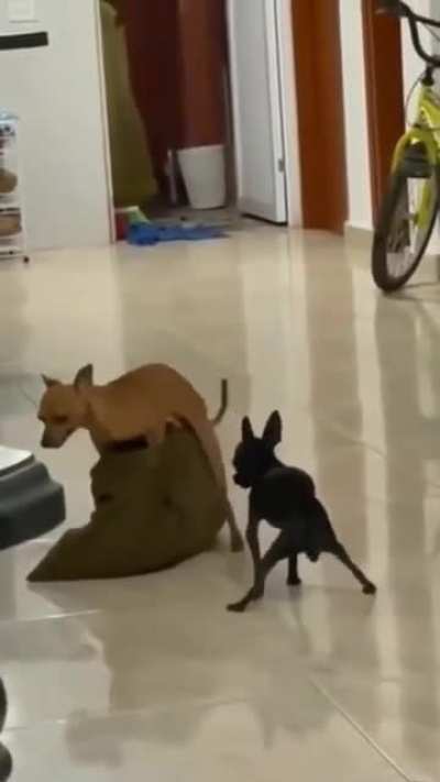 The dance of envy