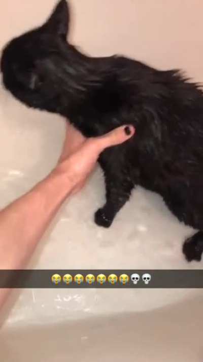 When you give a cat a bath...