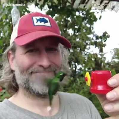 Hummingbird are so beautiful