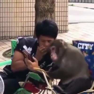 Apes together strong