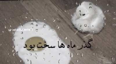 ‌