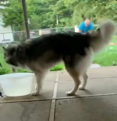Brushing a husky
