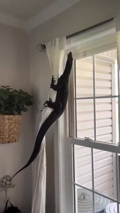 Imagine seeing this be crawling in your own home without warning ⚠️ 