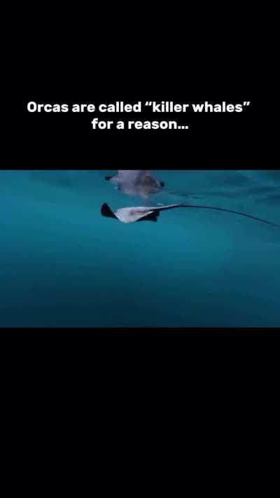 🔥Orca punts stingray