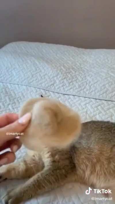 petting gloves