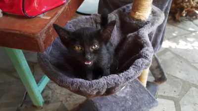 Tiki, so small and already yelling!