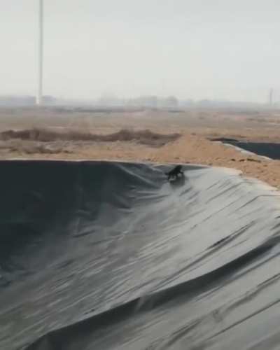 Dog can't even go up