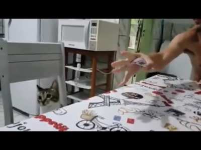Cat baffled by card trick