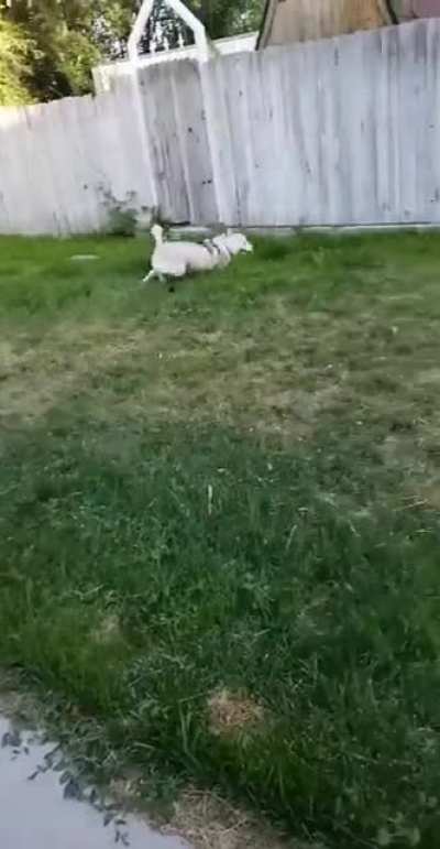 I. Am. SPEED!