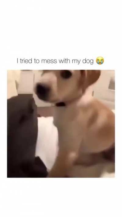 smol teeth