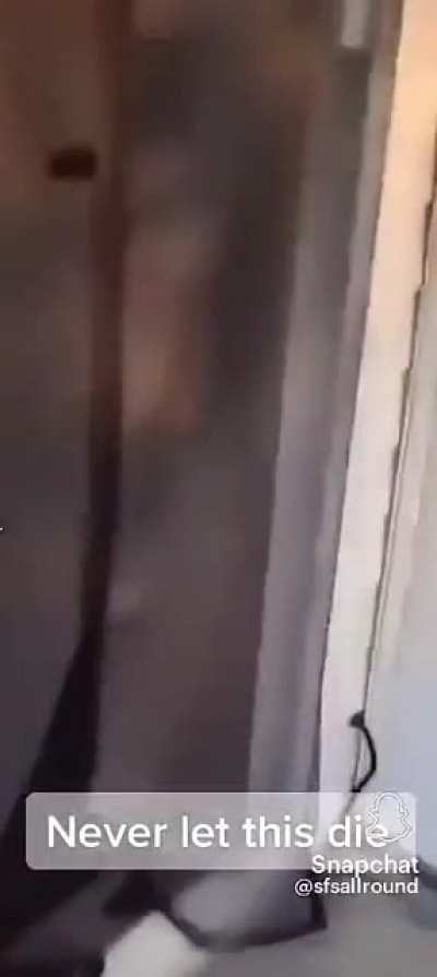 Dog…