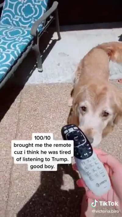 the best retriever i ve ever seen