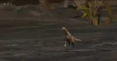 dinosaw