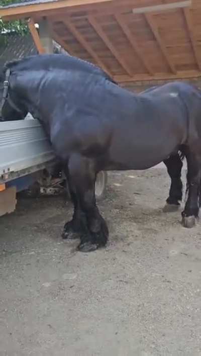 A horse I would never ride 