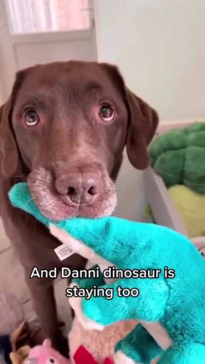 Doggo doing decluttering