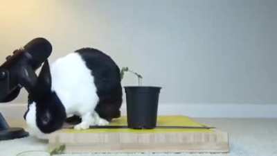 bonk