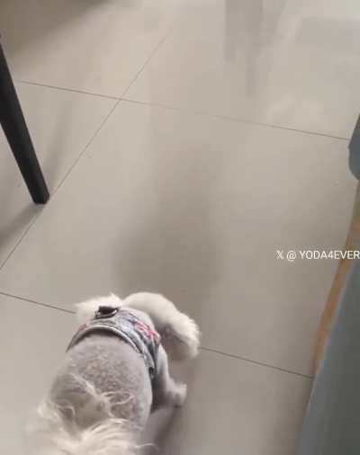 Difference between cat vs dog.
