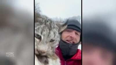 B.C. farmer grabs lynx by scruff of neck, scolds it for killing chickens