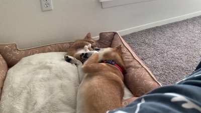 Dad dog is playing with his kittens. Mama cat called the fluffy one to her.