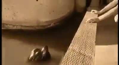 seal