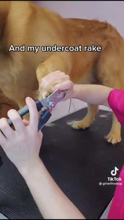 Who’s a good boy