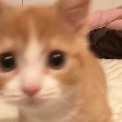 Kitty here doesn't want you to feel sad!