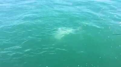 “There’s always a bigger fish”