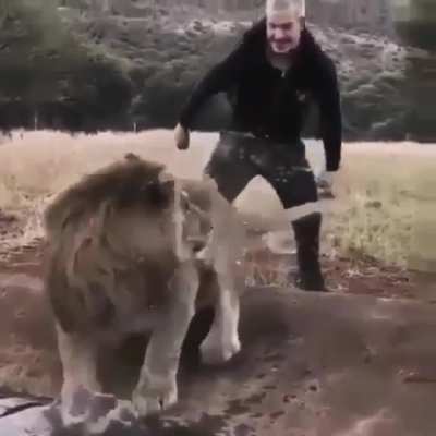 Lion's all 
