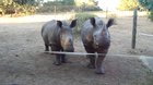 You never would guess the sounds Rhinos make.