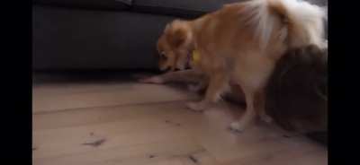 You see the treat